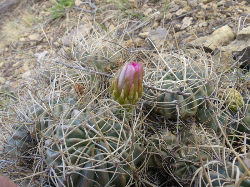 Lobivia pentlandii MN 613 (Acasio - Tapacari, 3500m, Bol)