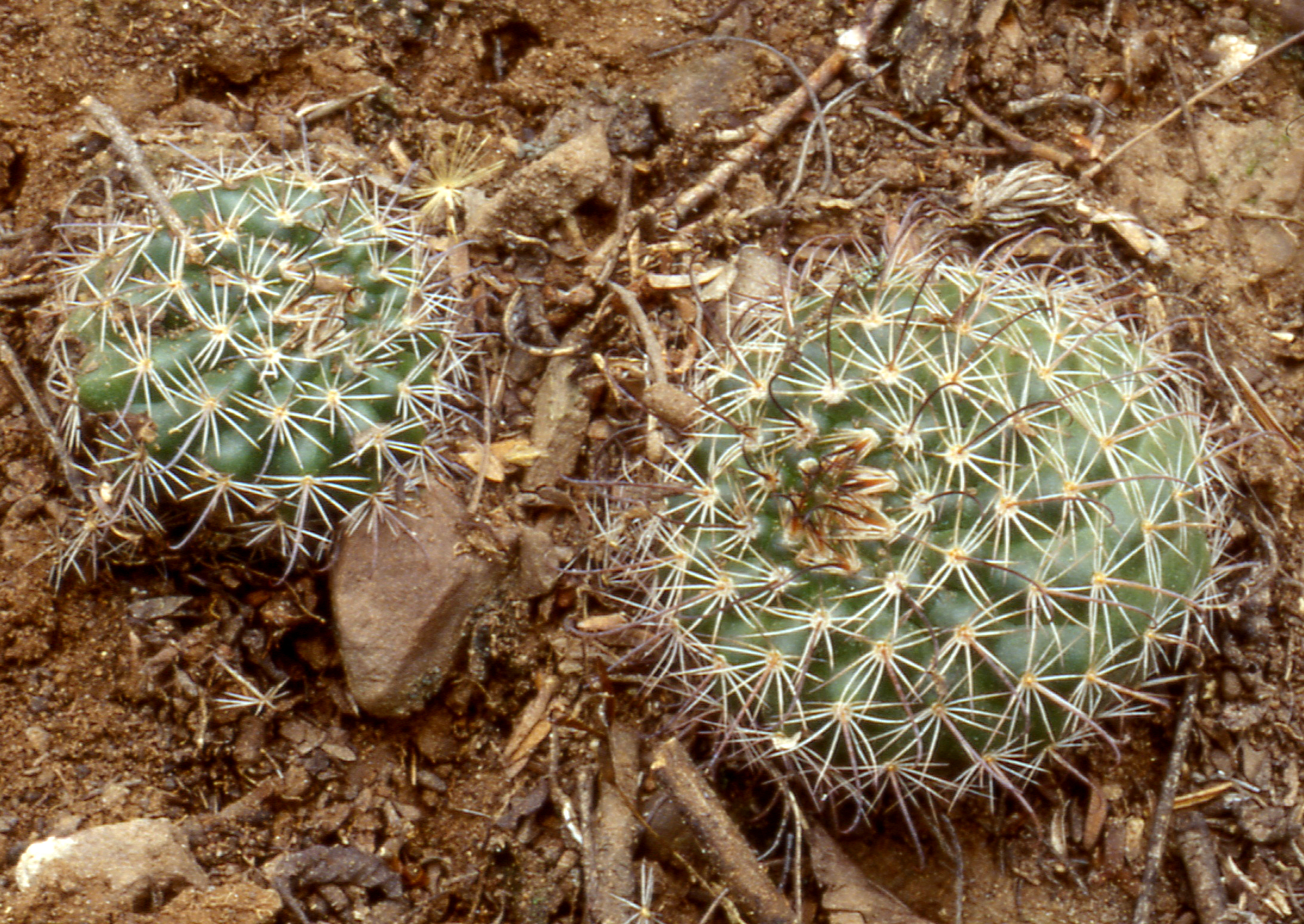 Parodia glischrocarpa 'heyeriana' ME 85 (Eichler)