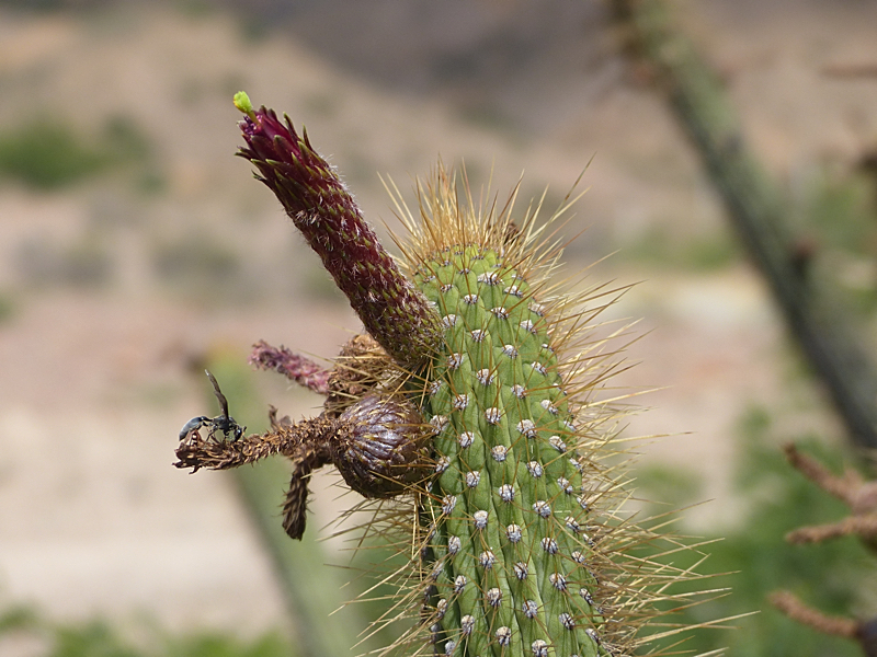 Cleistocactus buchtienii MN 611 (N San Pedro de Buena Vista, Bol)