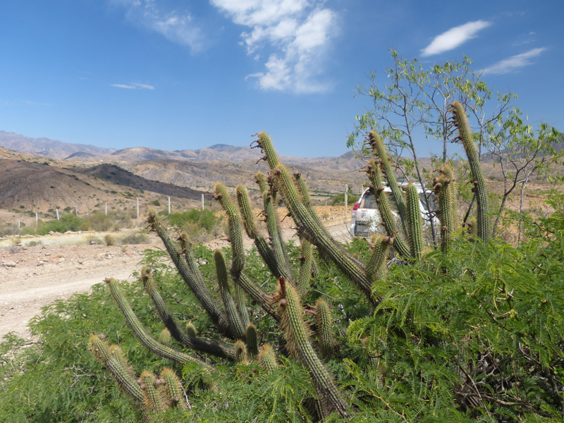 Cleistocactus buchtienii MN 611 (N San Pedro de Buena Vista, Bol) - 2