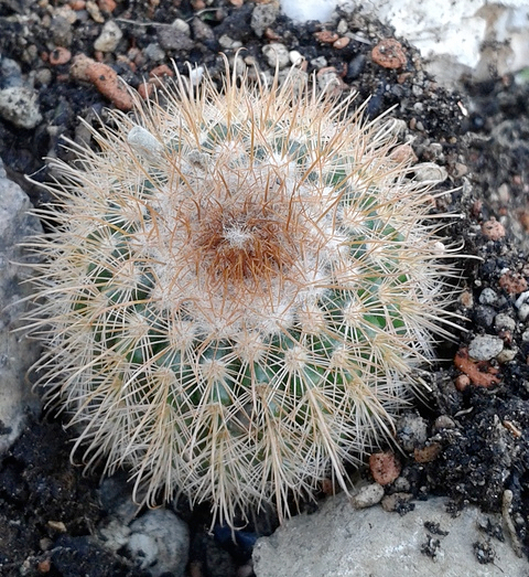 Parodia juckeri v. australis HJ 450