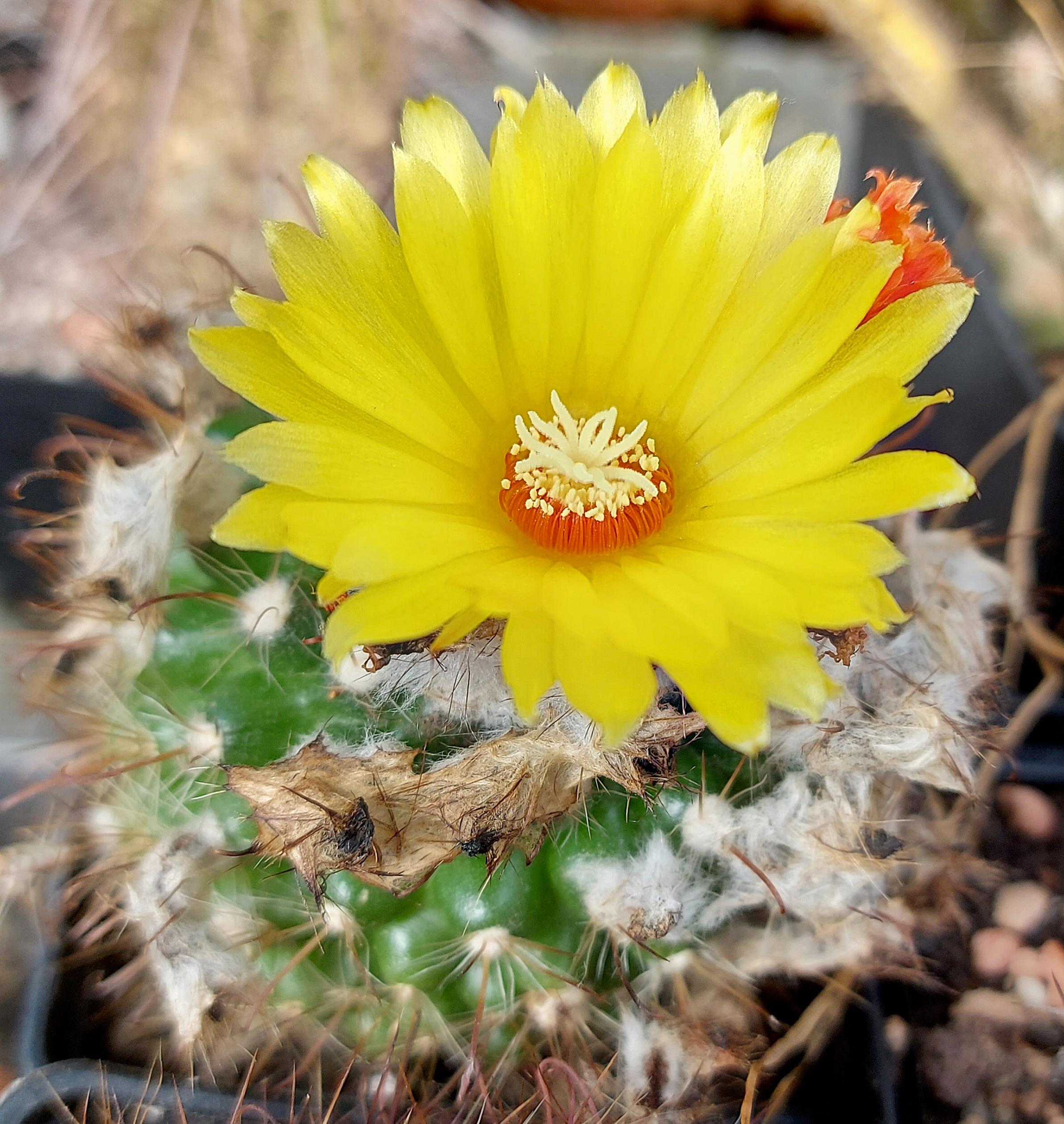 Parodia microsperma 'alijaensis' ME 46 (Eichler)