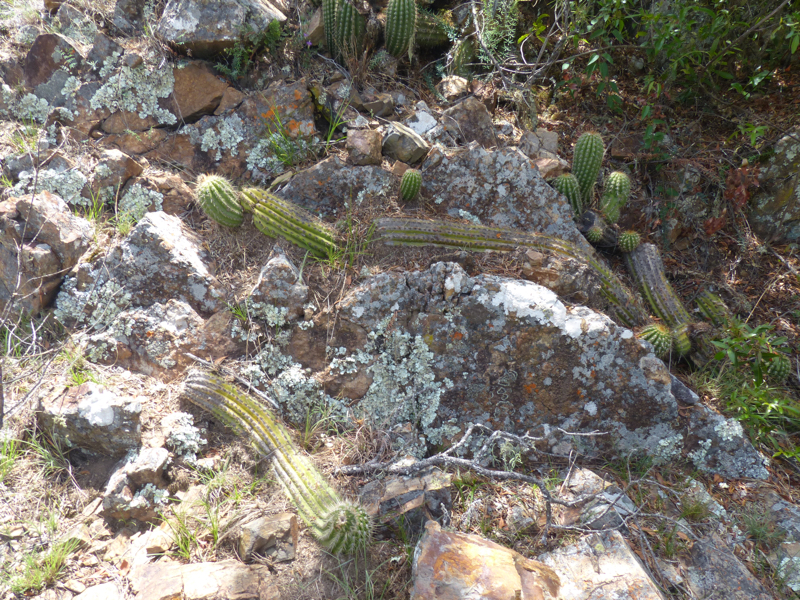 Trichocereus schickendantzii aff. MN 641 (12km N Amancaya, Tomina, 2549m, Bol)