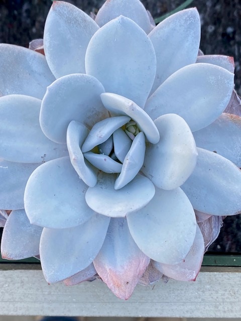 Echeveria laui