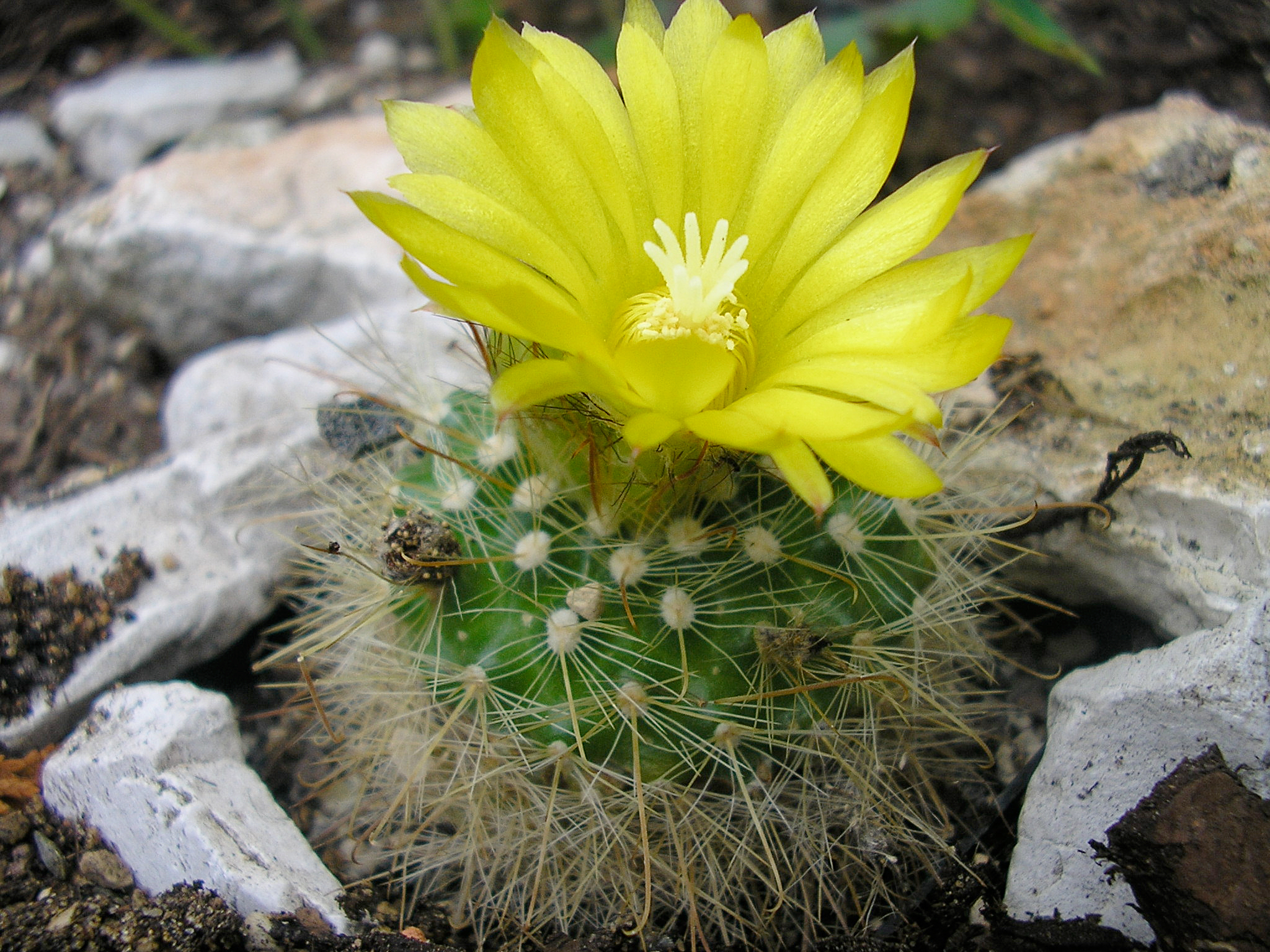 Parodia weberiana 'tucumanensis' Lau 471
