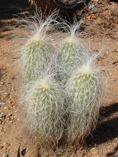 Echinocereus delaetii