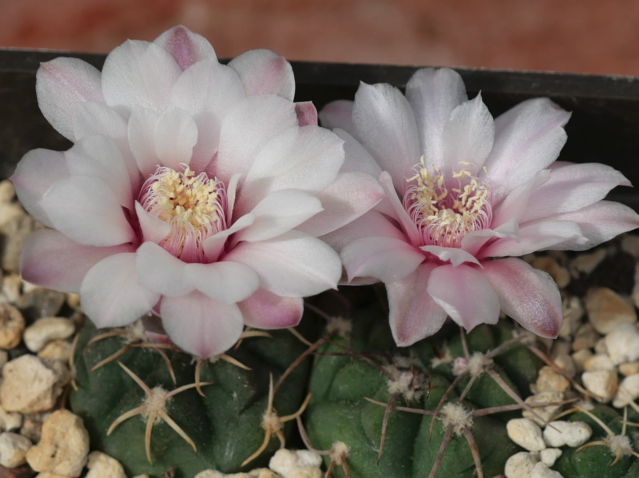 Gymnocalycium kroenleinii CH 1254 (Mollo Injerto, 1327m, La Rioja, Arg)