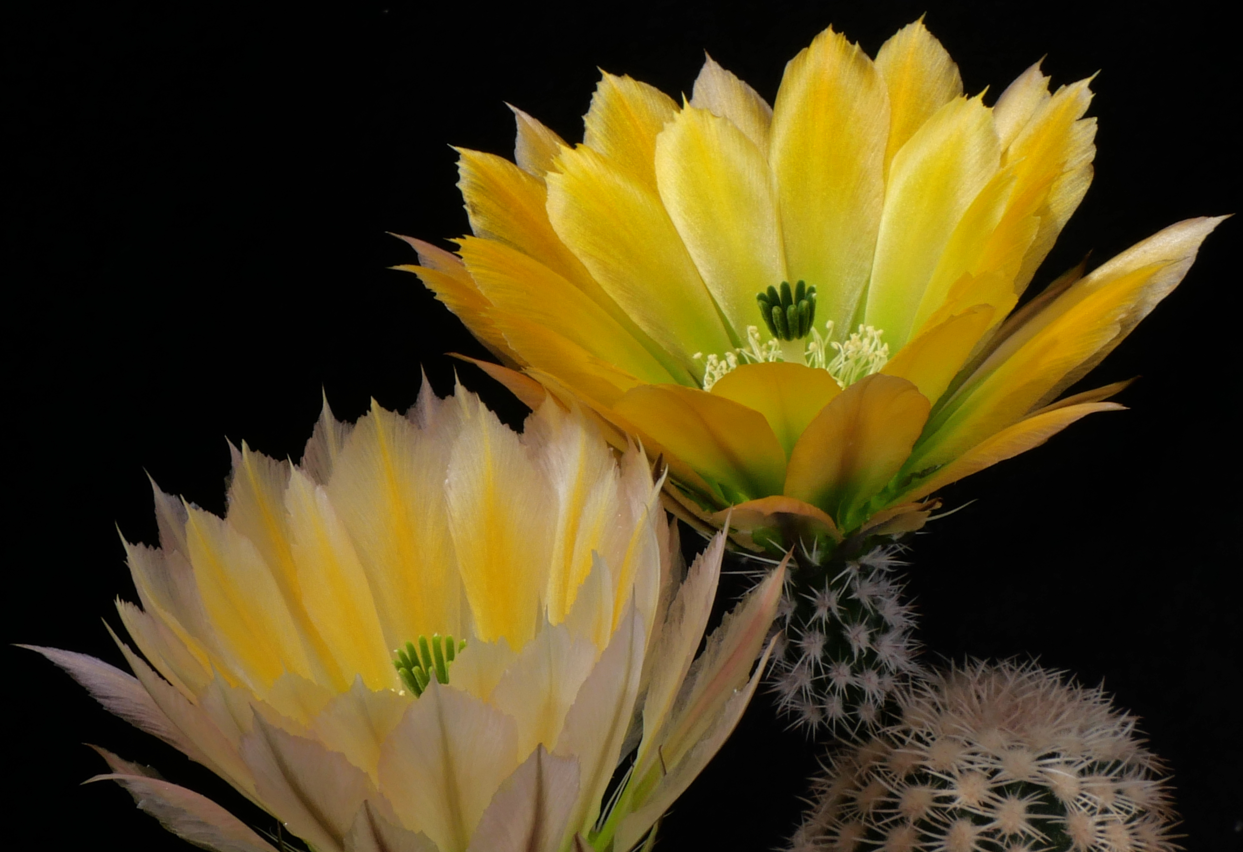 Echinocereus pectinatus v. wenigeri 'ctenoides' SB 1536 (W Muzquiz) - 2