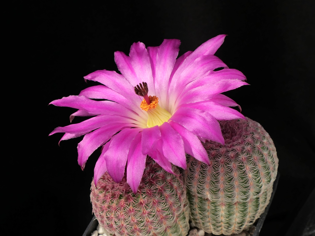 Echinocereus rigidissimus v. rubispinus Lau 088