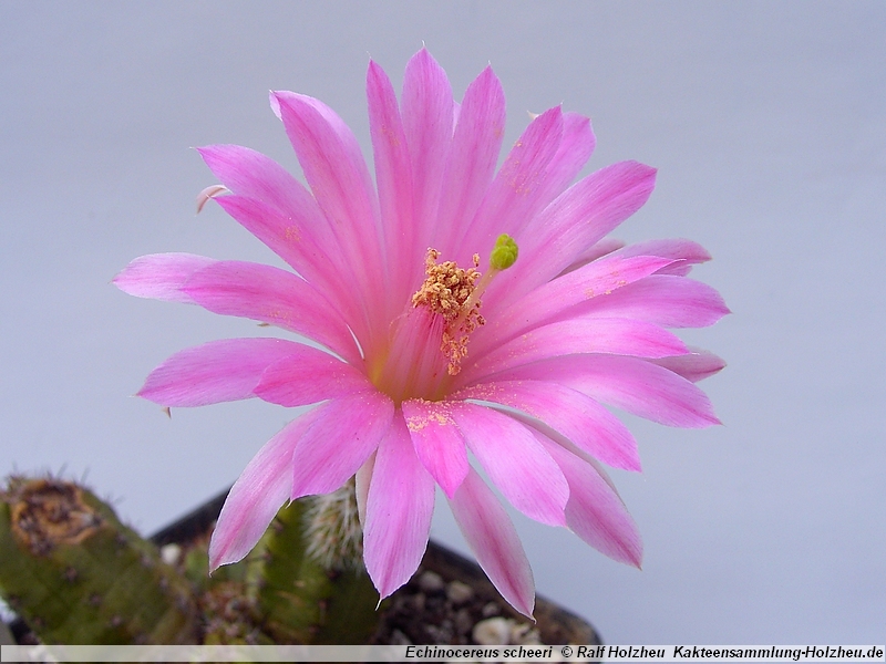 Echinocereus scheeri