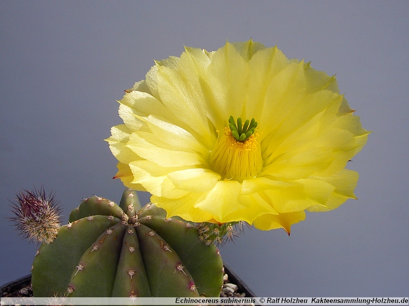 Echinocereus subinermis
