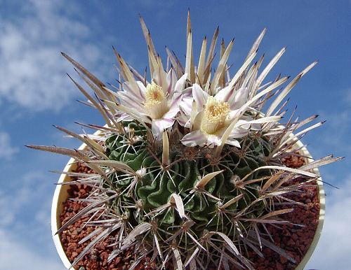 Stenocactus erectocentrus GL 89-3 (Aramberri, NL)