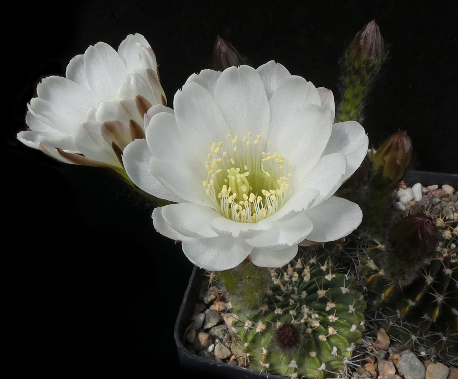 Echinopsis ancistrophora MN 20 (Escoipe, El Maray, Arg) - 2