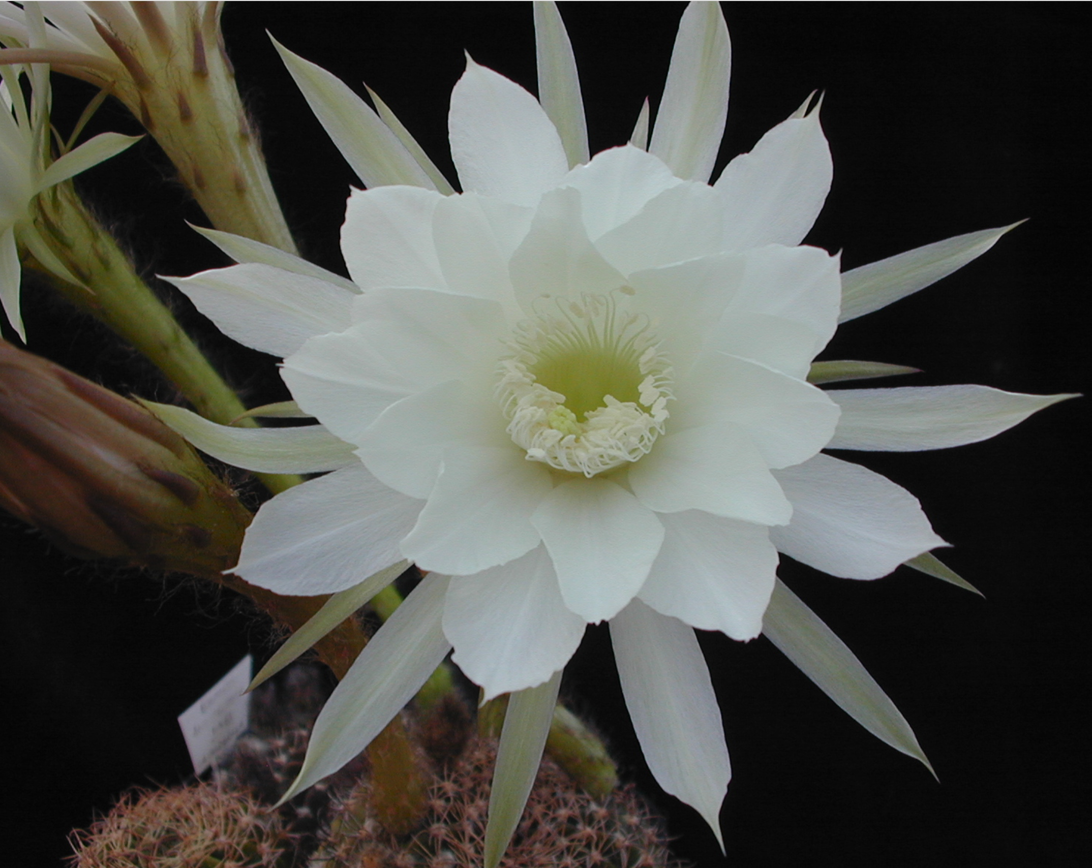 Echinopsis ancistrophora MN 63 (La Calderilla, 1450m, Arg)