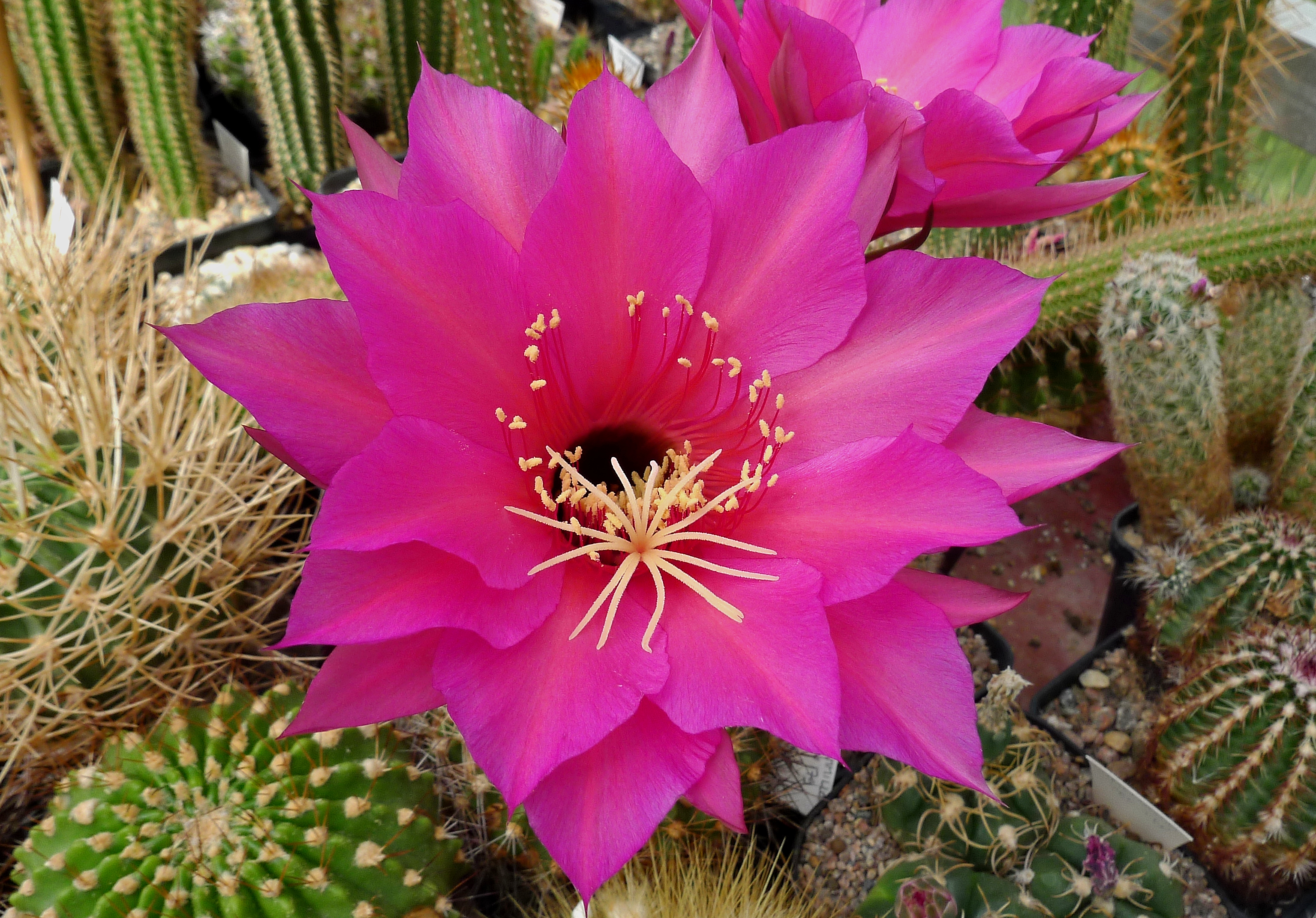 Echinopsis mamillosa 'flexilis' MN 179 (Iruya, Arg)