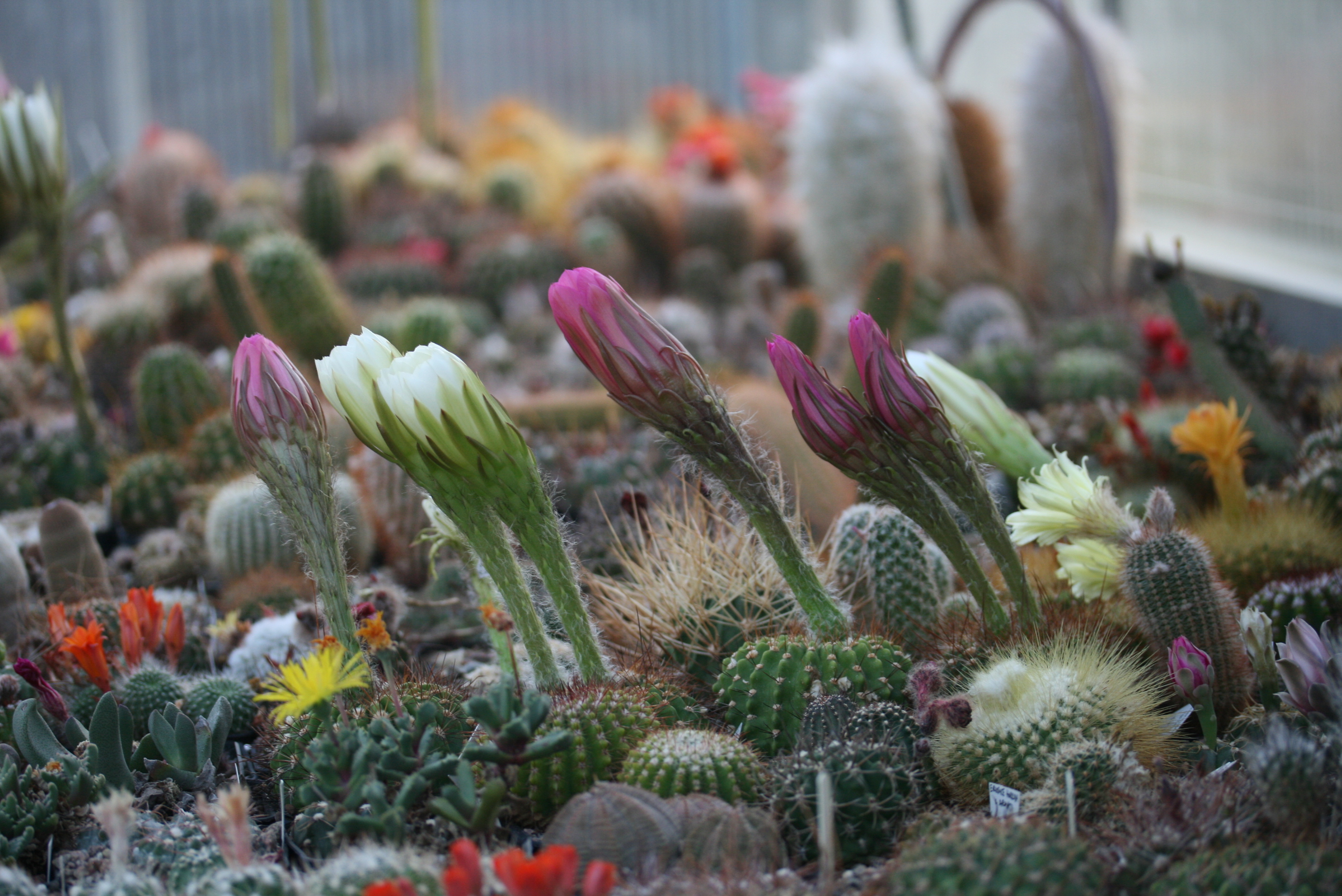 Echinopsis mamillosa 'flexilis' MN 179 (Iruya, Arg) - 2