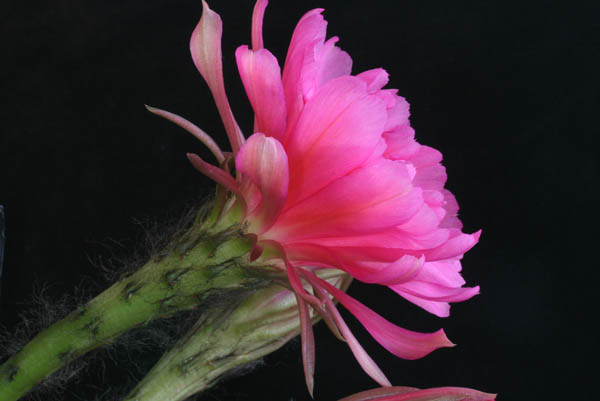 Echinopsis obrepanda WR 653 (Iscayachi, Bol)