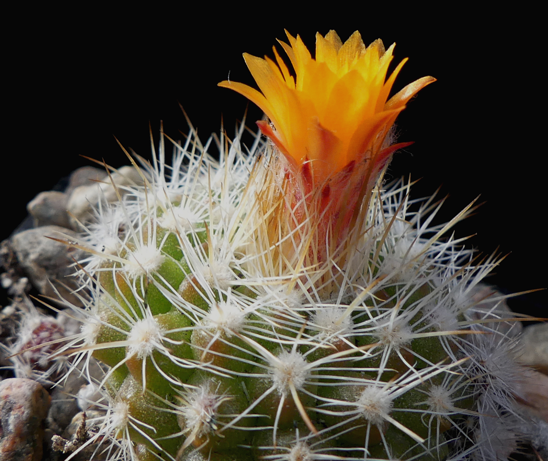 [PLANT/PFLANZE] Parodia comarapana 'neglecta' MN 590 'small'