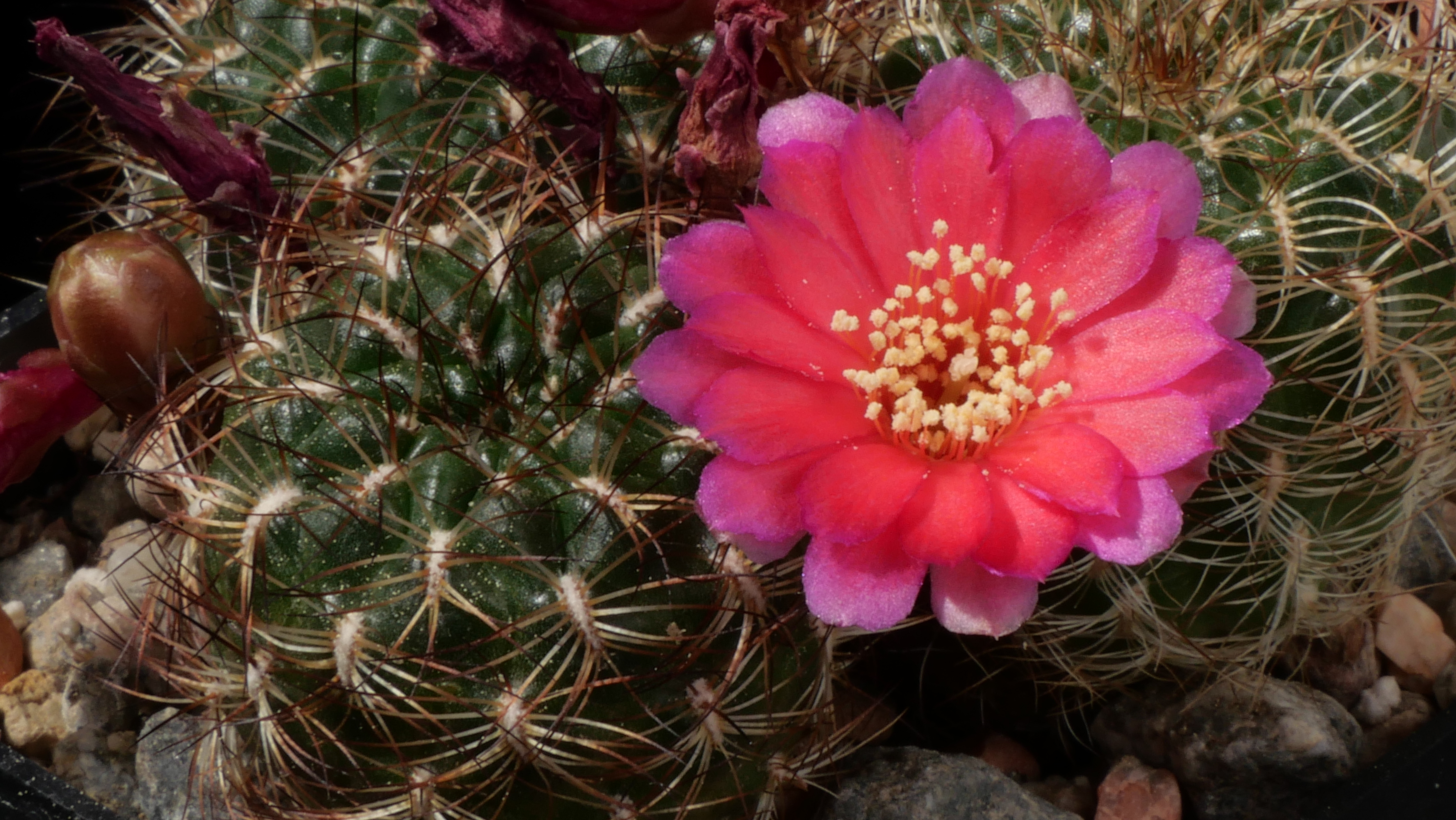 Sulcorebutia cantargalloensis MN 726 (Cantargallo)