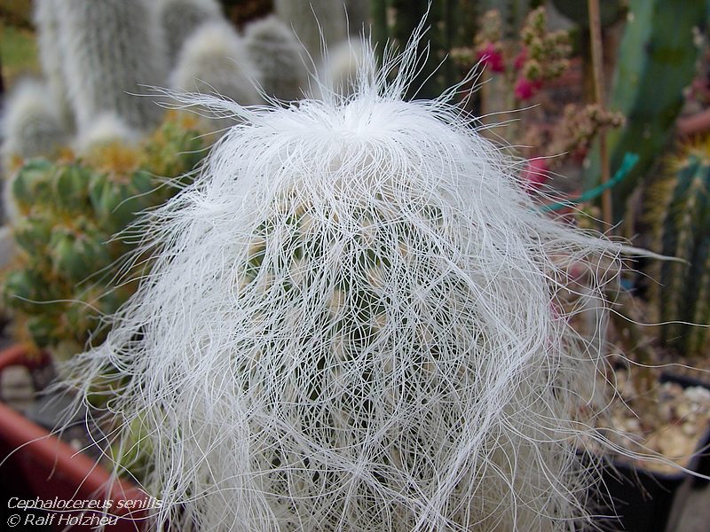 Cephalocereus senilis