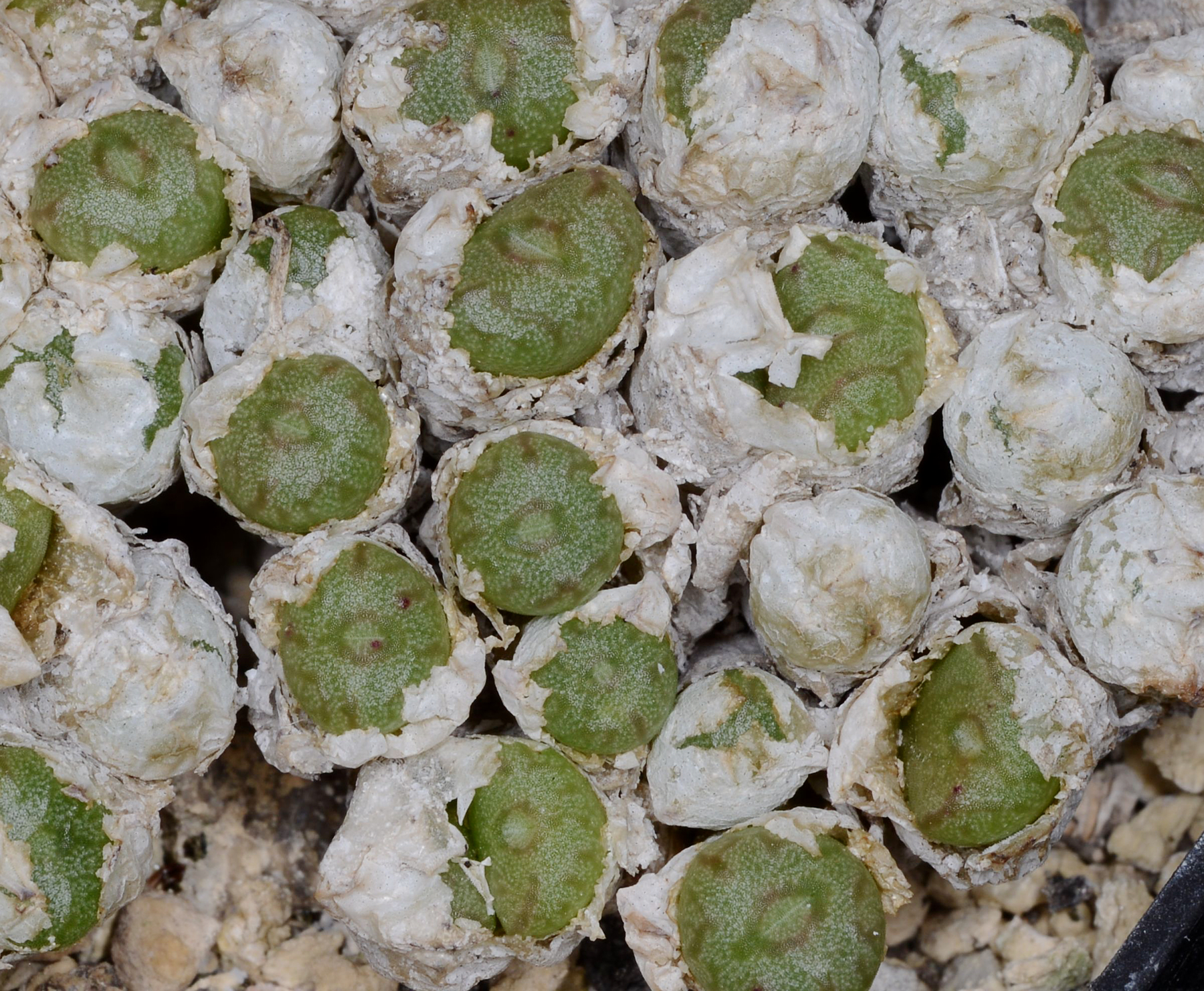 Conophytum ectypum ARM564B (Geelvlei)