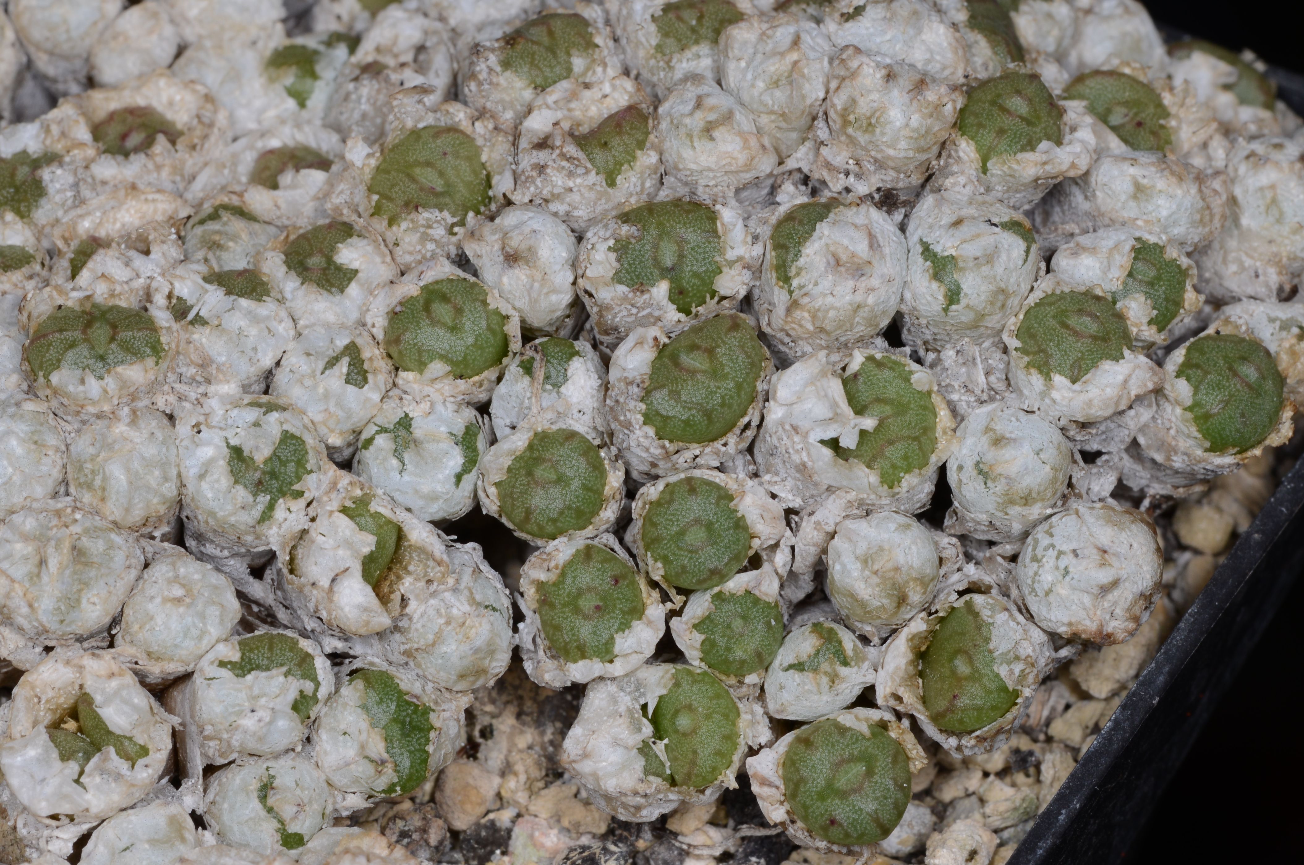 Conophytum ectypum ARM564B (Geelvlei) - 2