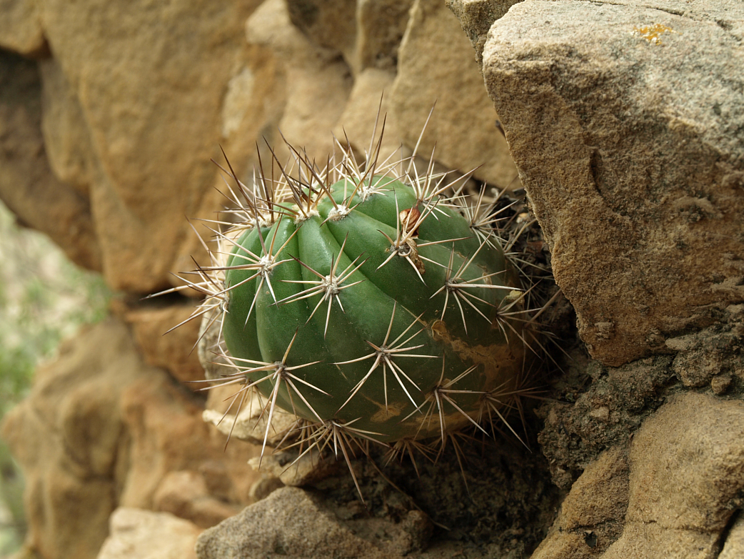 Echinopsis cochabambensis TB0482.1 (La Vina, Coch, Bol)