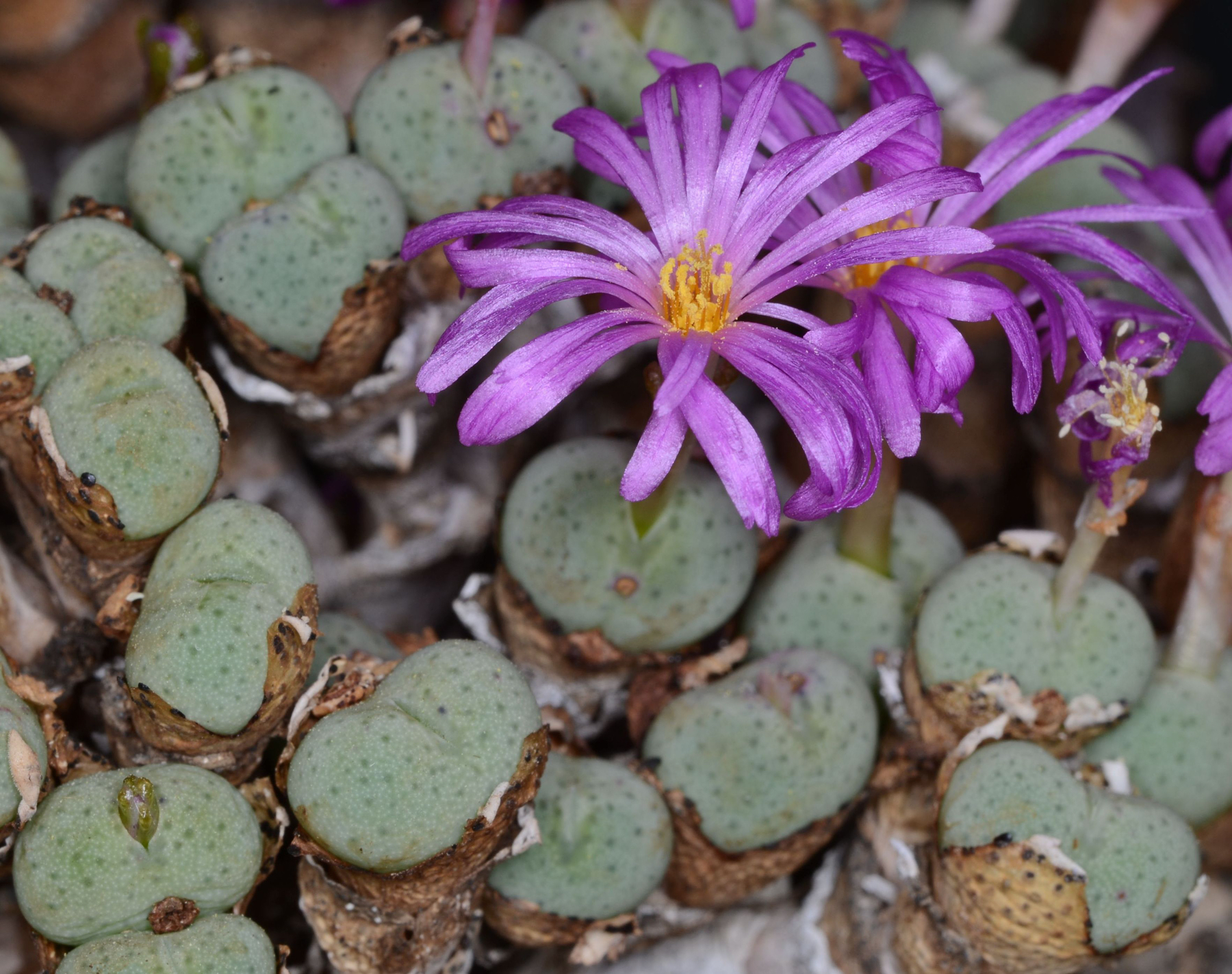 Conophytum jucundum RR1220 (Numees)