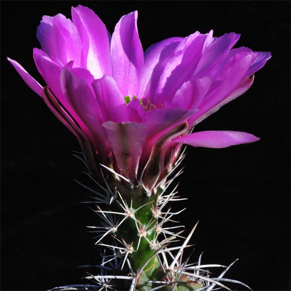 Echinocereus fendleri ssp. kuenzleri (New Mex, USA)