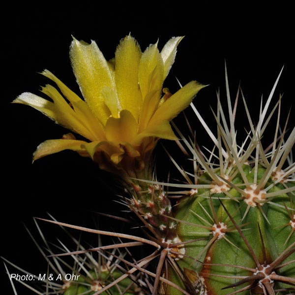 Echinocereus maritimus (Bahia Blanco, BC)
