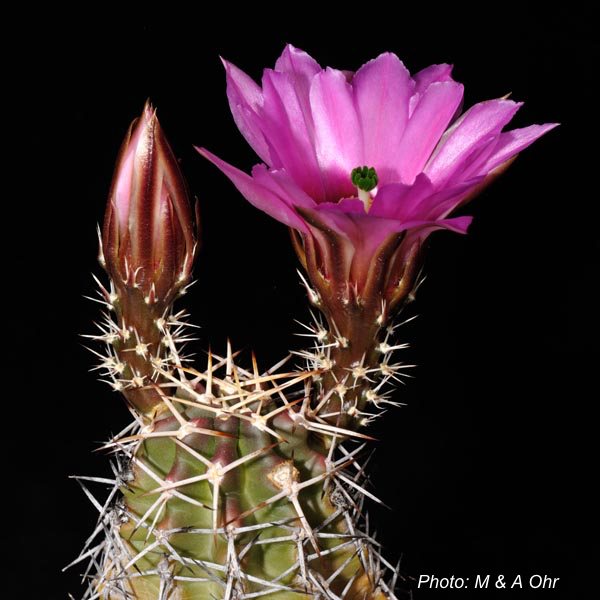 Echinocereus fendleri ssp. hempelii (Santa Clara Canyon, Chihuahua, Mex)