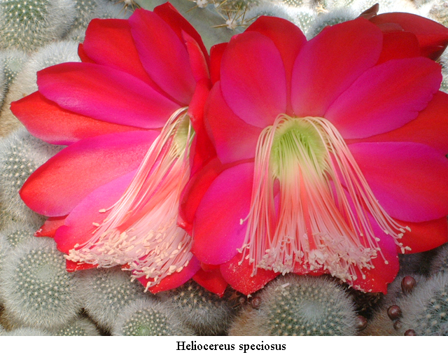 Disocactus speciosus - 2