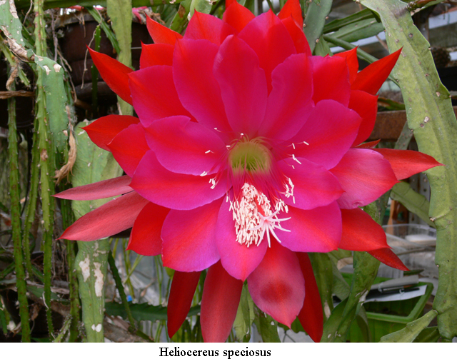 Disocactus speciosus