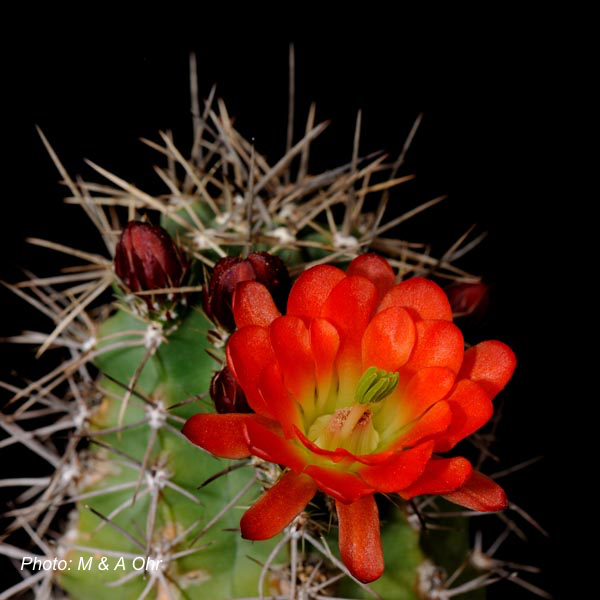 Echinocereus coccineus fma octacanthus (Sitting Bull, NM)
