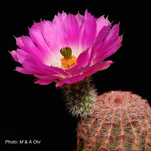 Echinocereus rigidissimus  (Parker Lake, AZ)