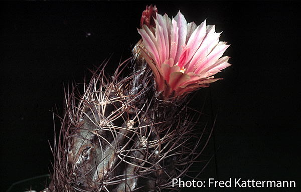Eriosyce crispa ssp. atroviridis FK 397 (2 km N Vallenar)