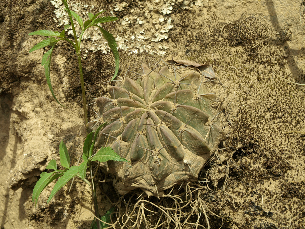 Lobivia calorubra fma. carmineoflora TB0504.1 (Comarapa, Santa Cruz, Bol)