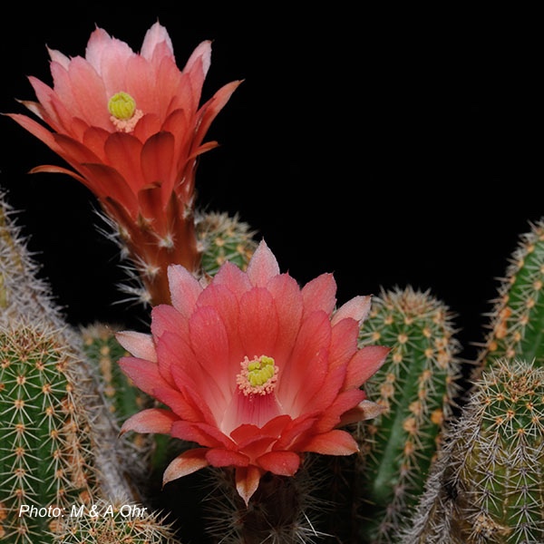 Echinocereus scheeri ssp. paridensis (Choix, Son)