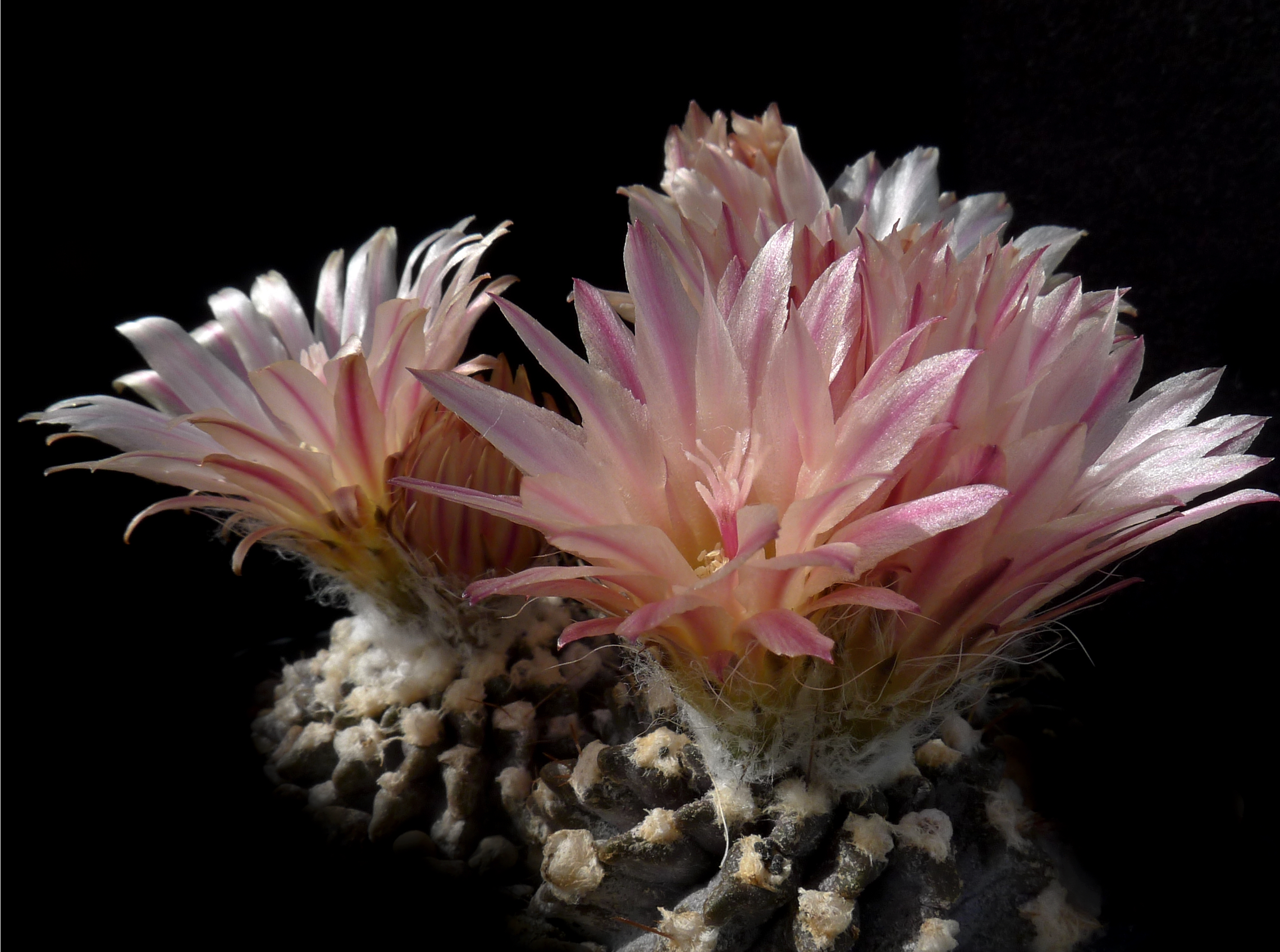 Eriosyce crispa v. carrizalensis RMF 205 (Carrizal, Chile)