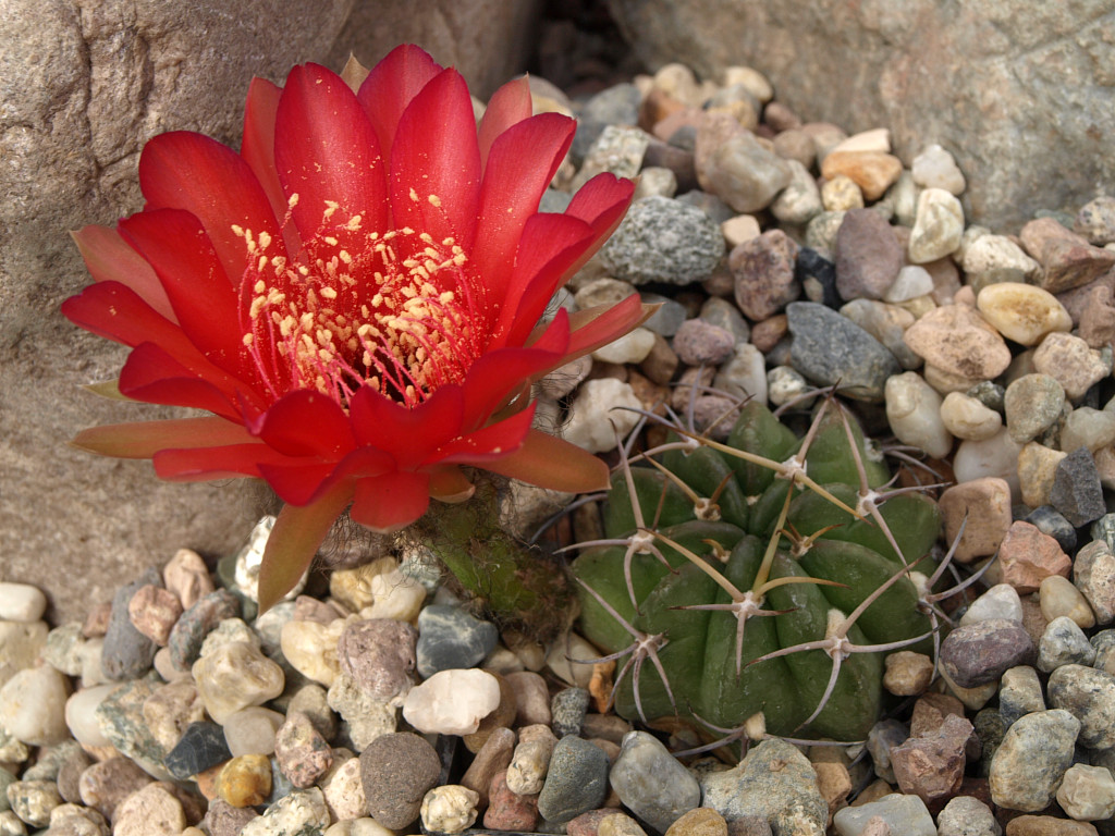 Lobivia calorubra v. mizquensis TB0492.1 (Tintin to San Vincente, Coch, Bol)