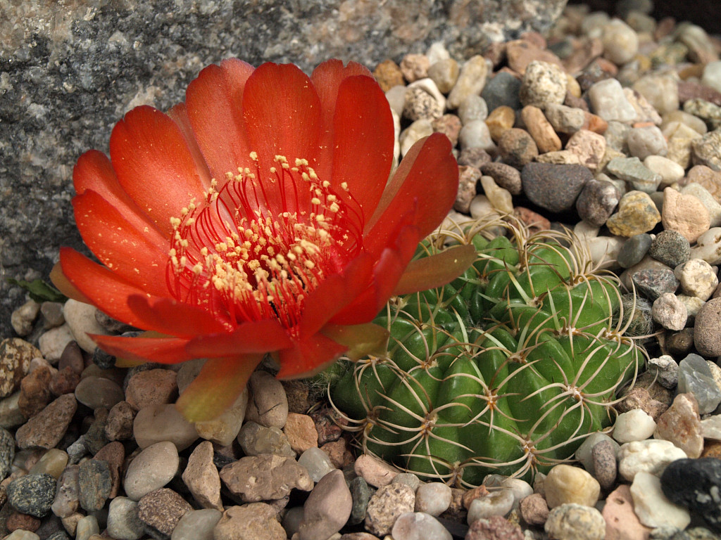 Lobivia cinnabarina TB0113.1 (Arabate, NE of Sucre, Chuq., Bol)