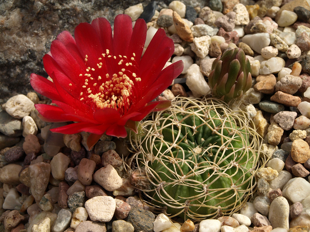 Lobivia cinnabarina TB0122.1 (Comunidad Khara Huasi, NW of Yamparaez, Chuq., Bol)