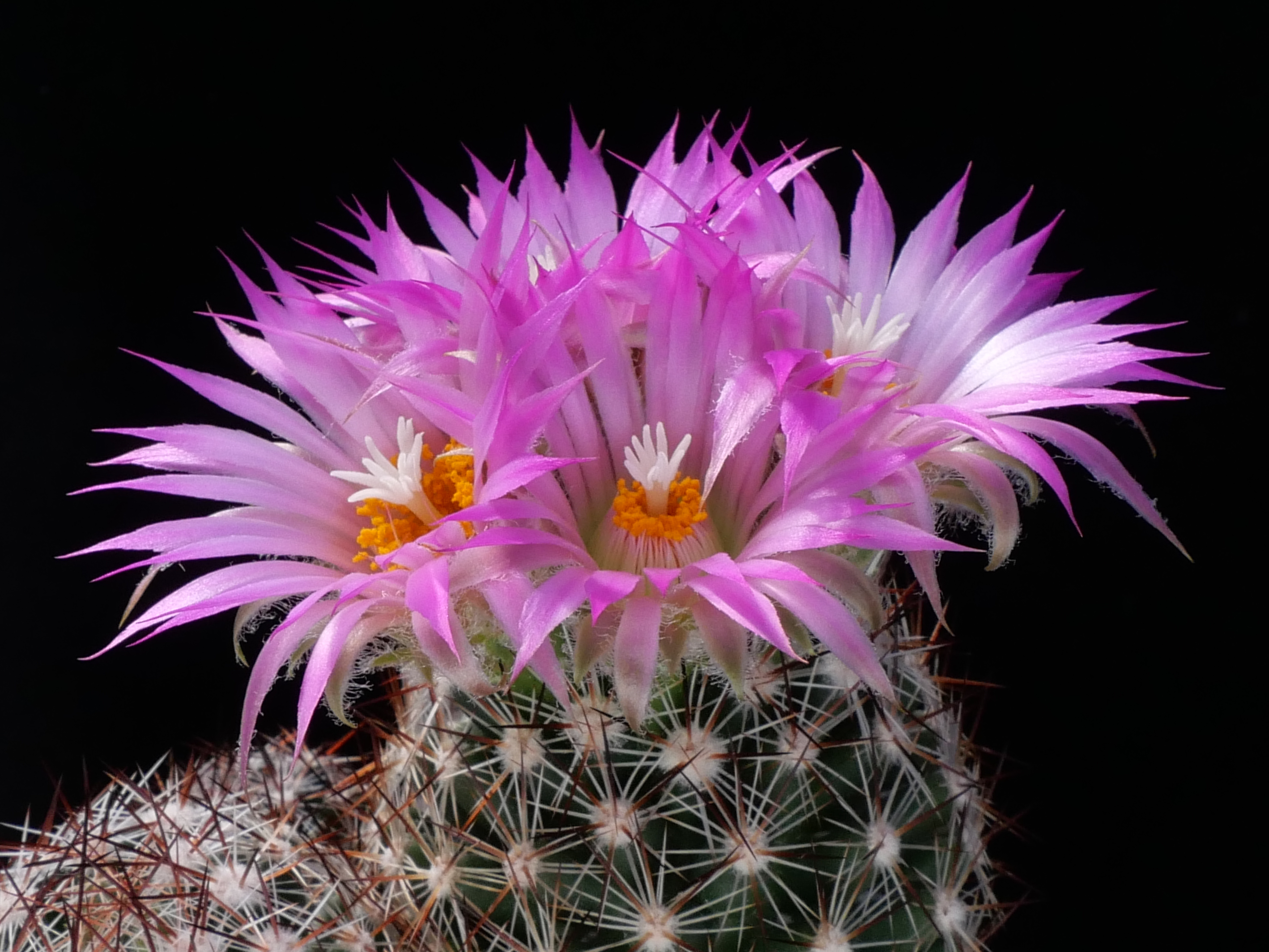 Escobaria vivipara MN 577 (SW Cortez, CO)