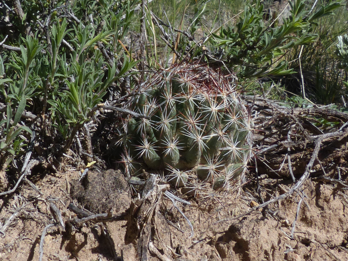Escobaria vivipara MN 577 (SW Cortez, CO) - 2