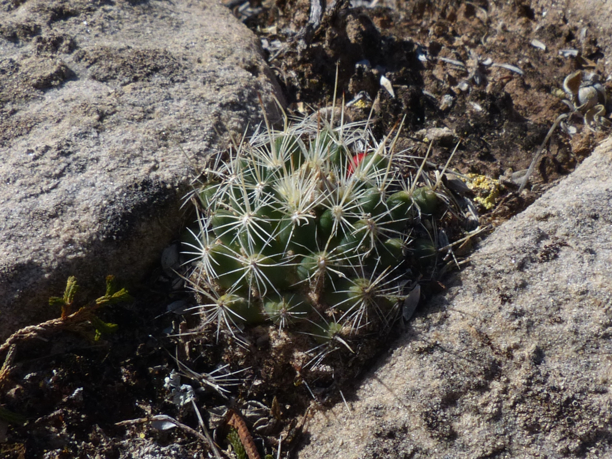 Escobaria missouriensis MN 585 (Grand Junction, CO)