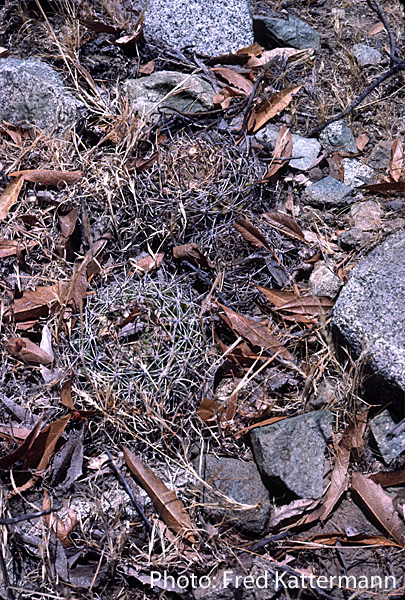 Eriosyce curvispina FK 424 (Cuelen)