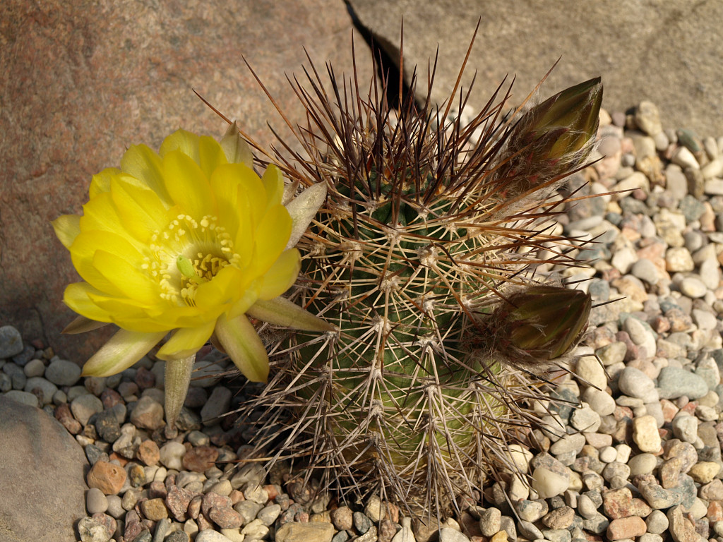 Lobivia haematantha v. elongata TB0375.1 (Seclantas, N of Molinos, Salta, Arg)