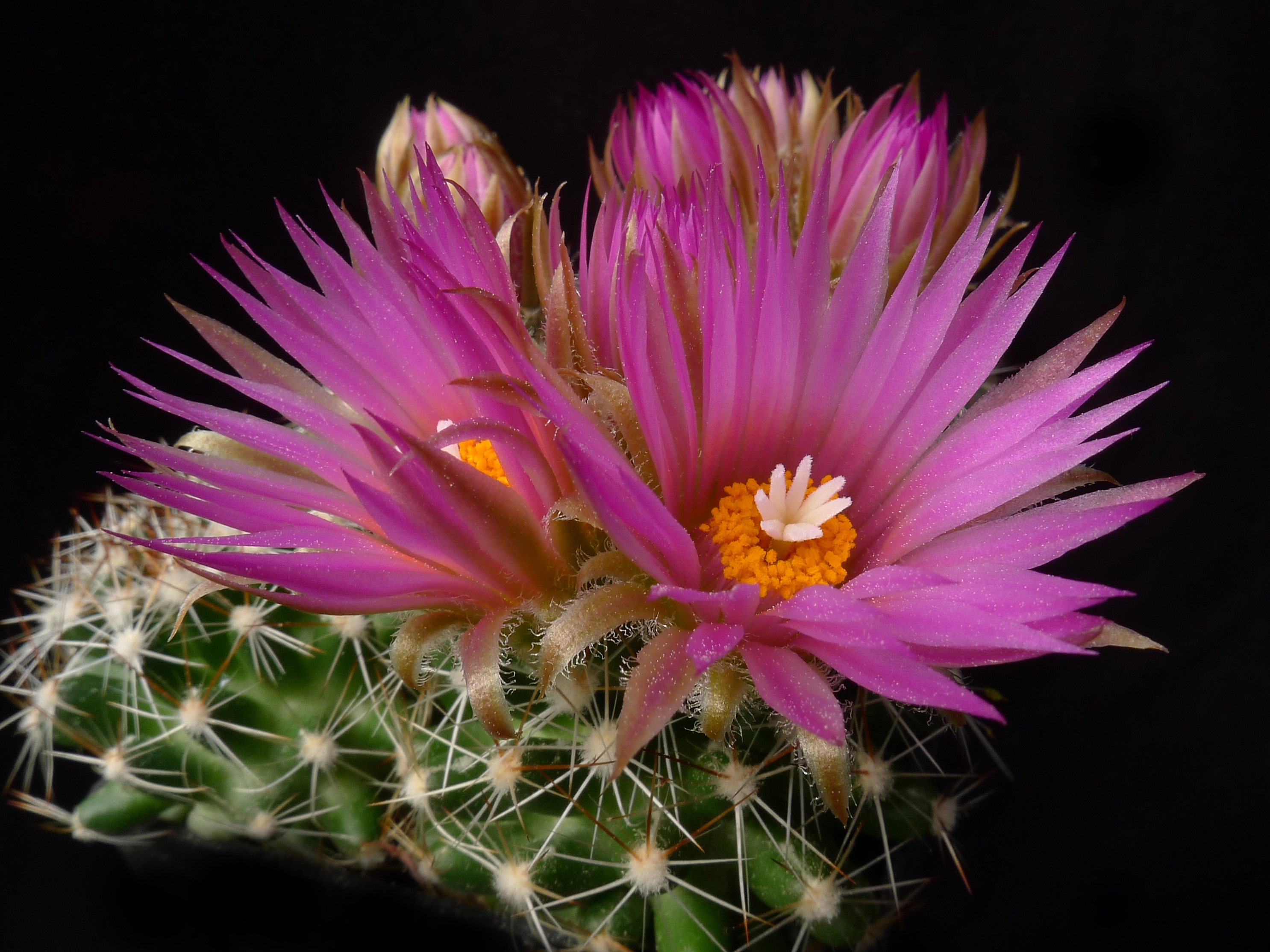 Escobaria vivipara LZ 953 (Qu'Apelle River, Saskatchewan, Manitoba, Can)