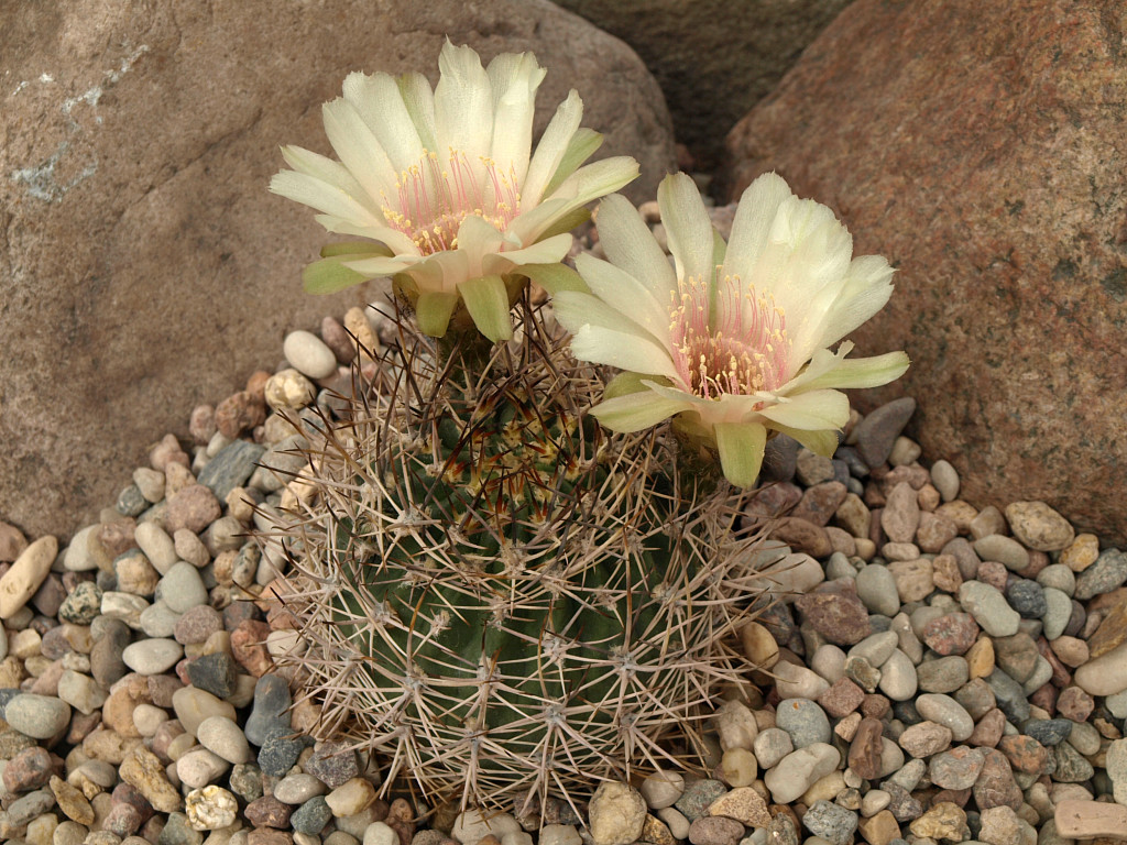 Lobivia lateritia TB0063.1 (San Pedro, S of Camargo, Chuq., Bol)