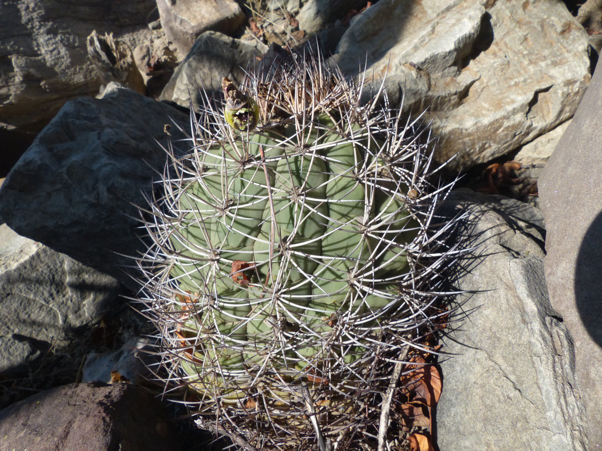 Gymnocalycium pflanzii MN 649